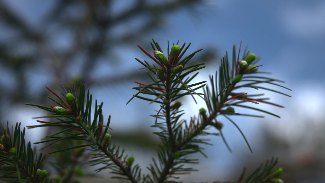 Close-up of a green spruce branch with young buds, isolated against a softly blurred outdoor background. Natural daylight and shallow depth of field create a
