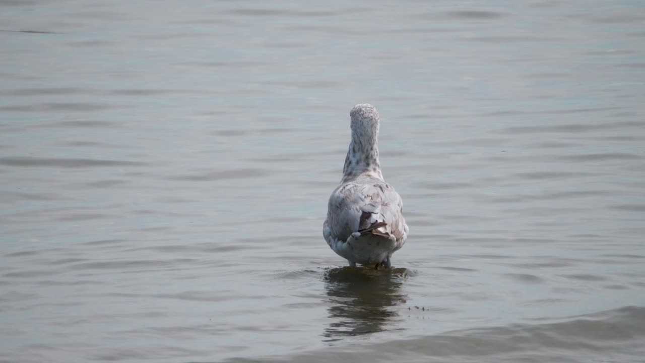 갈매기는 얕은 바다 물에서 걷고 카메라에서 멀어지기 위해 전환합니다.