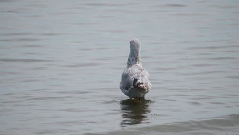 Eine-Möwe-Geht-Im-Seichten-Meerwasser-Spazieren-Und-übergeht,-Um-Von-Der-Kamera-Wegzuschwimmen