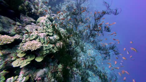 Underwater-Flora-On-Coral-Reef-In-Red-Sea-With-Tropical-Fishes-Swimming