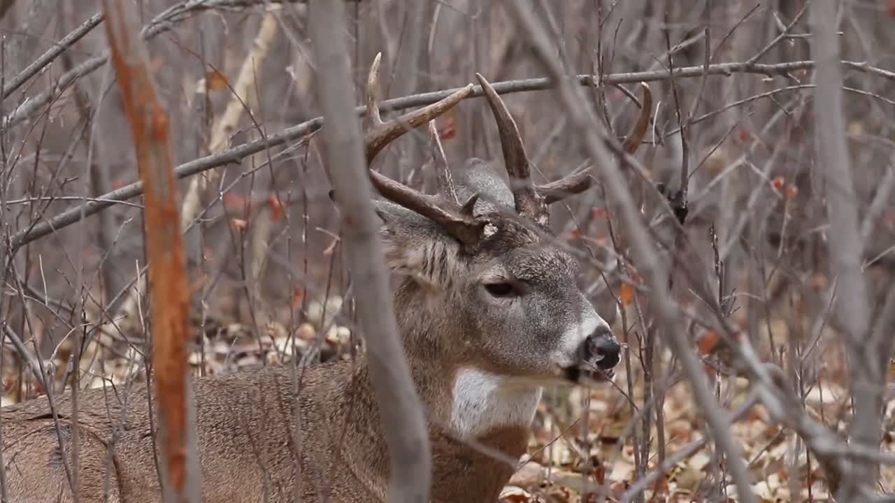 cerca de ciervos de cola blanca buck felizmente masticando su cud en el bosque en un frío y lúgubre día de noviembre