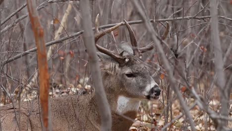 Nahaufnahme-Von-Whitetail-Deer-Buck,-Der-An-Einem-Kalten-Und-Trostlosen-Novembertag-Zufrieden-Sein-Wiederkäuen-Im-Wald-Kaut