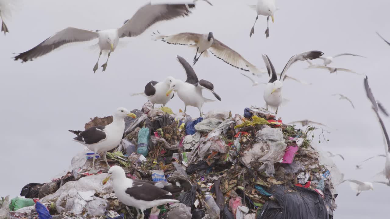 Birds flying over rubbish piled on a landfill full of trash