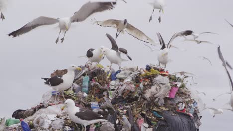 Pájaros-Volando-Sobre-Basura-Amontonada-En-Un-Vertedero-Lleno-De-Basura