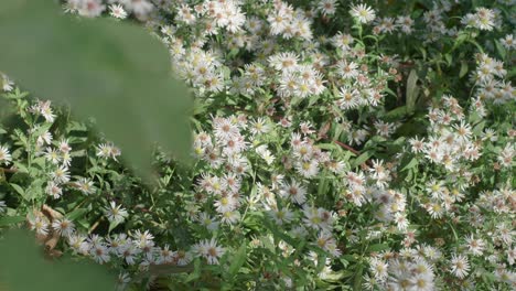 Ein-Feld-Weißer-Asterpflanzen,-Die-Sich-Leicht-Im-Wind-Bewegen