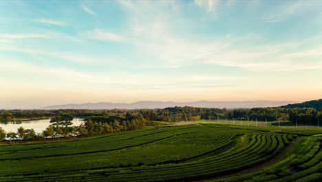 timelapse tea plantation on mountain