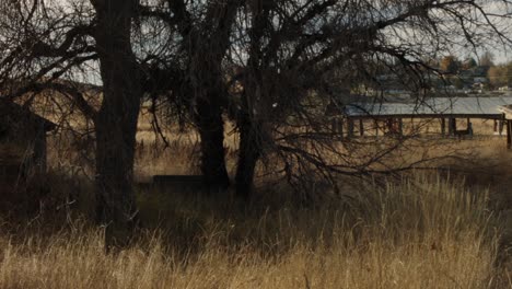 an abandoned farm with old rickety spooky buildings and overgrown trees