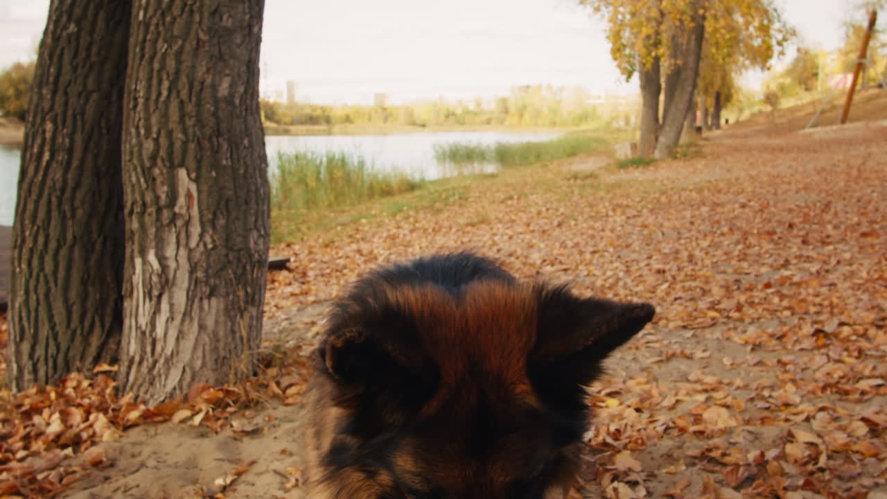 German Shepherd in an Autumn Park by a Lake