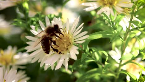 Biene-Auf-Blumen-Sammeln-Pollen-Makro-Nahaufnahme-17
