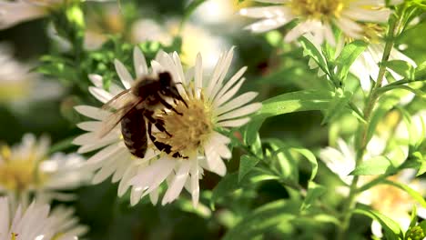 bee on flowers collecting pollen macro closeup-17