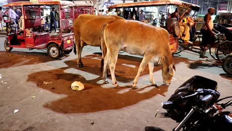 Vacas-Caminando-Por-Las-Calles-De-La-Vieja-Delhi