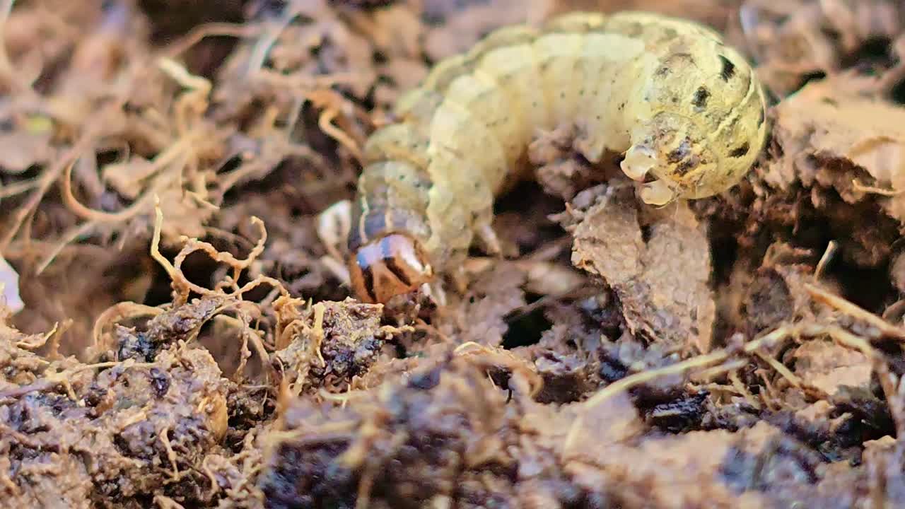 Primo piano macro di un bruco che solleva leggermente la testa e la parte superiore del corpo mentre si muove attraverso terreno umido e detriti organici
