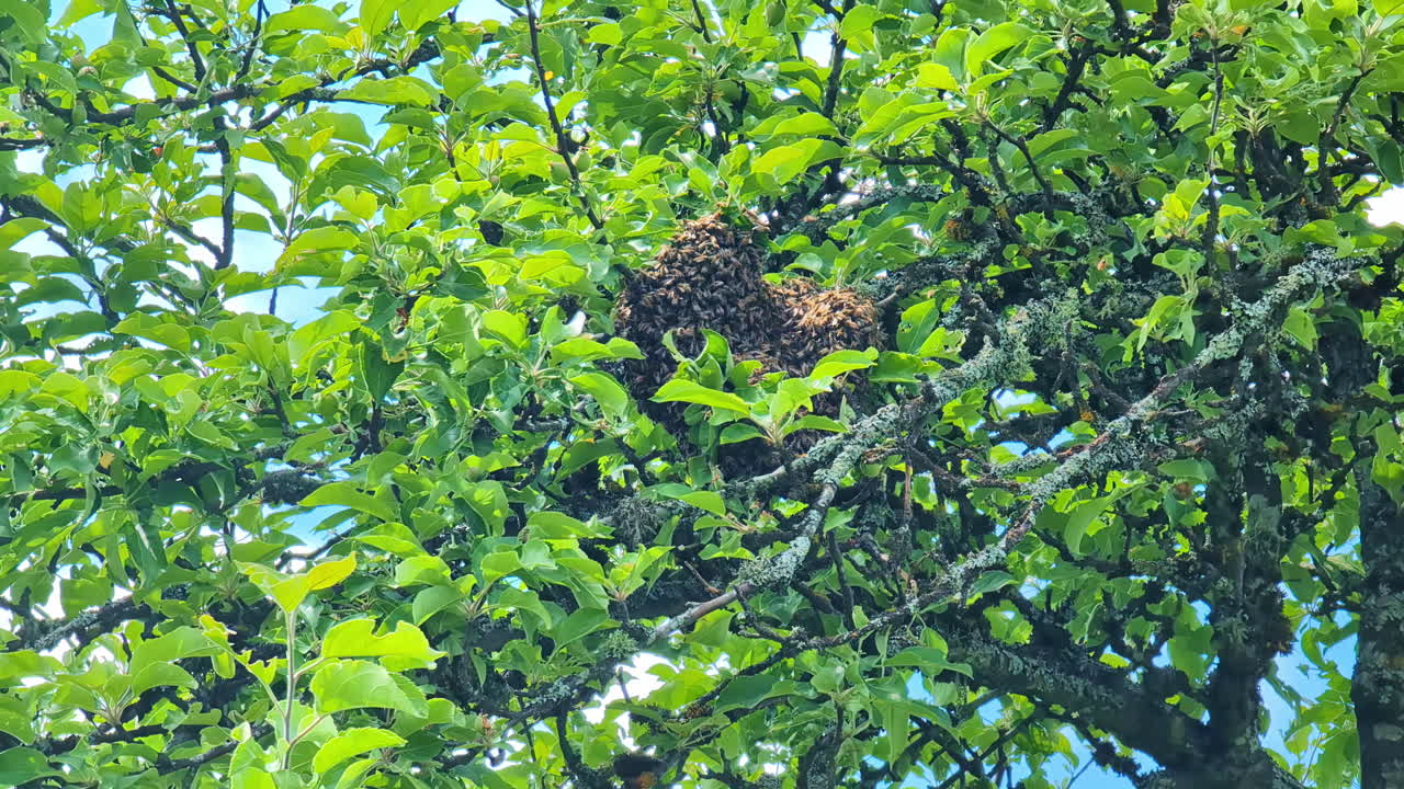 primer plano de hojas verdes en un árbol, con el sol brillando a través del follaje, la naturaleza en primavera como avispas enjambre y construir nido