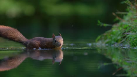 Red-squirrel-wades-through-shallow-still-water,-perfect-reflection