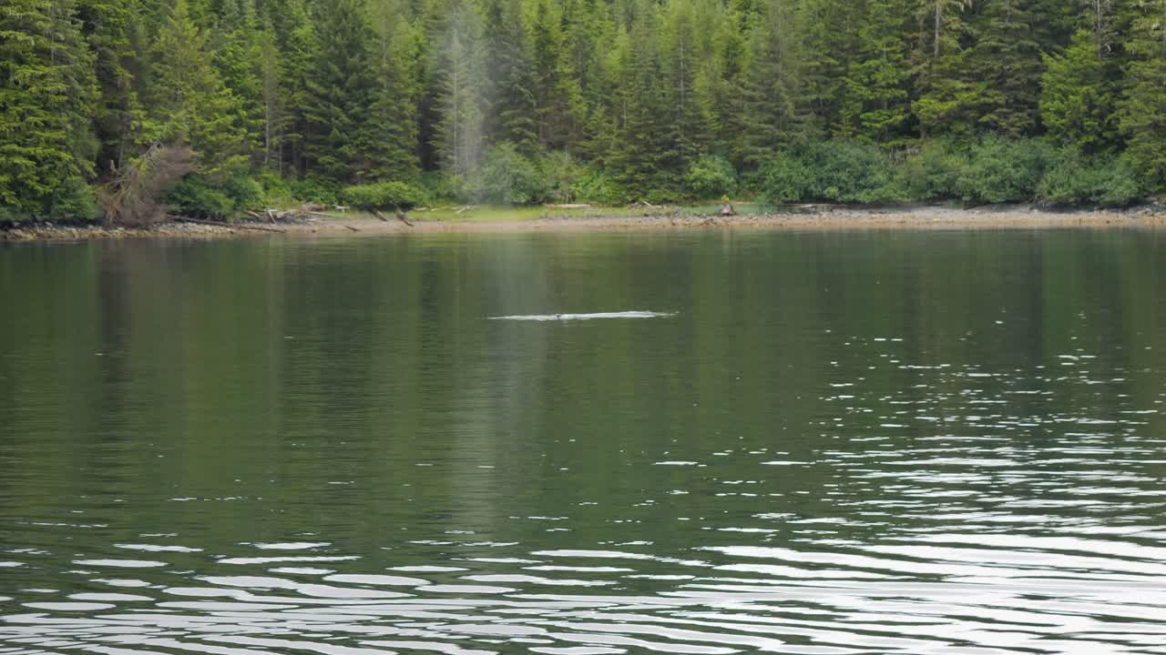 Humpback whale surfacing to breathe.Whale Watching in Sitka, Alaska