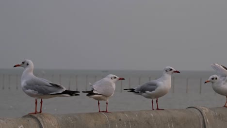 tres individuos en una baranda de concreto justo antes del anochecer mientras otros vuelan, gaviotas, centro recreativo bang pu, tailandia