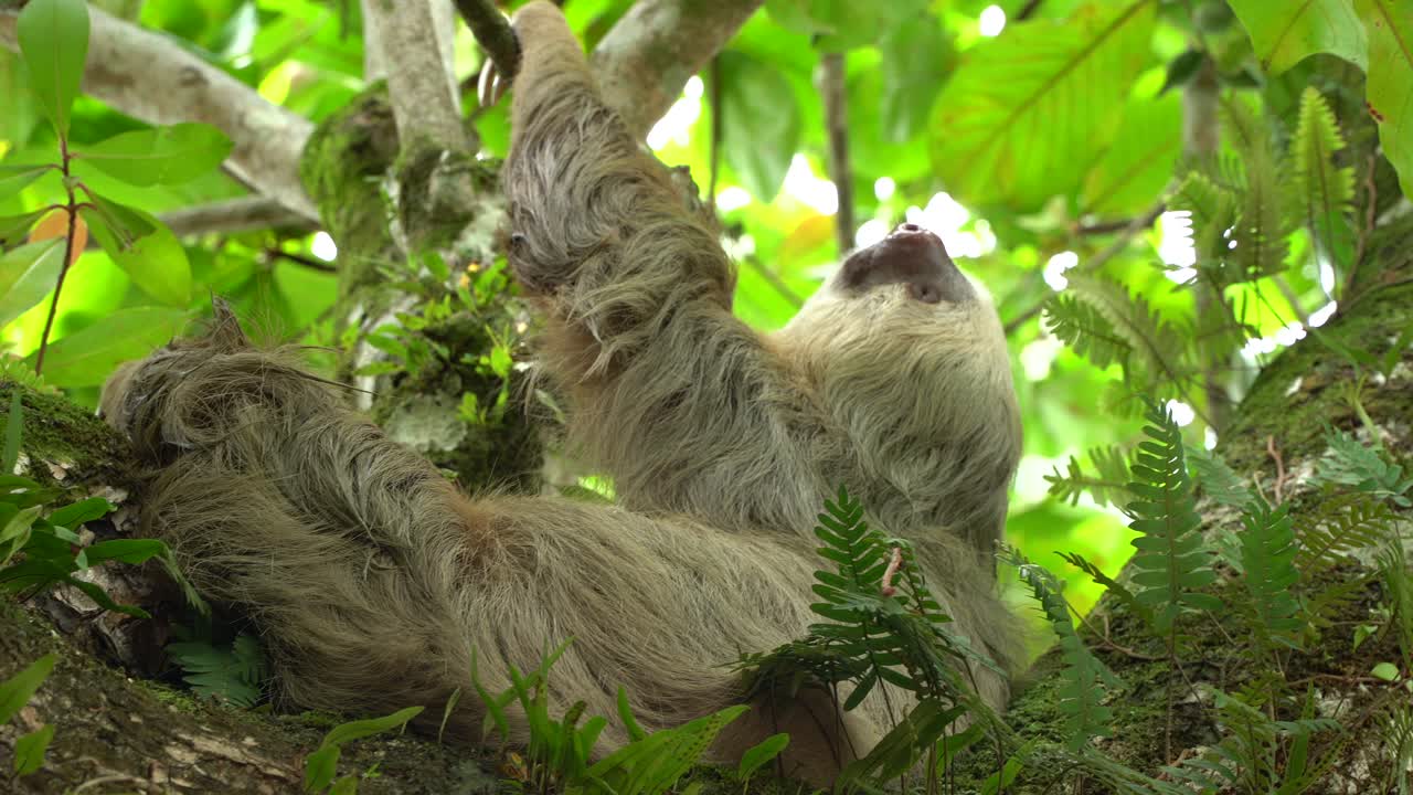 un perezoso durmiendo en un árbol en la selva en costa rica