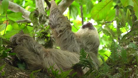 Un-Perezoso-Durmiendo-En-Un-árbol-En-La-Selva-En-Costa-Rica