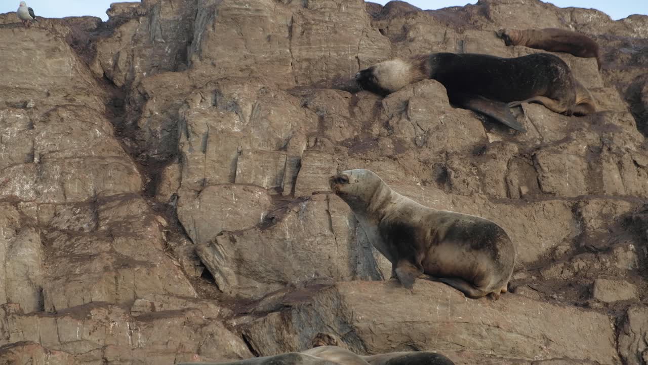 바위가 많은 섬 해안을 걷고 있는 암컷 남미 물개