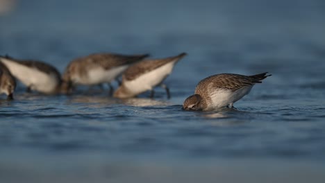 Wintervögel-Großer-Brachvogel,-Der-Bei-Ebbe-Im-Flachen-Sumpfland-Nach-Nahrung-Wandert