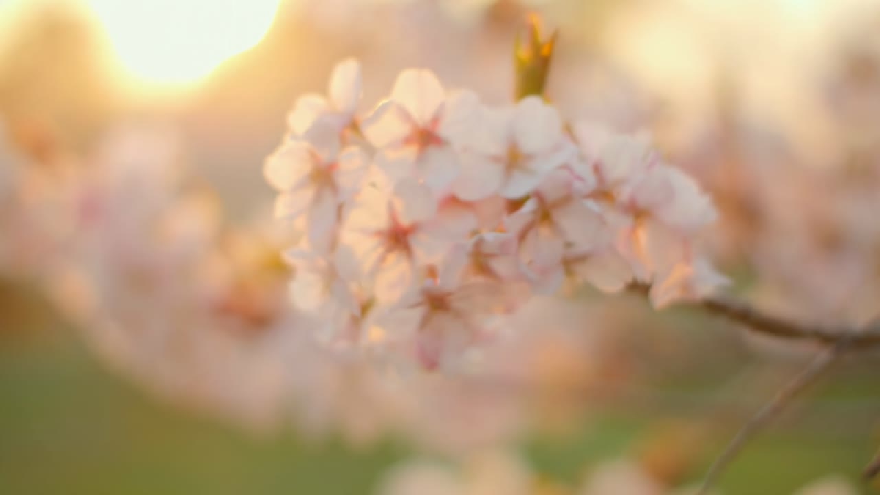 Close-up video of cherry blossoms at sunrise, capturing soft light and serene beauty