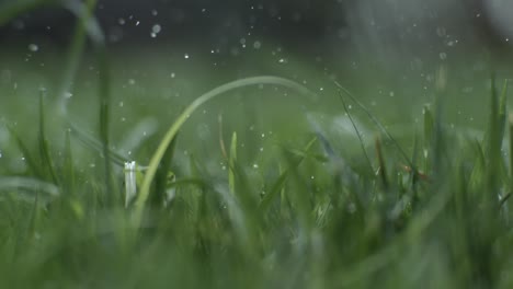 el club de golf golpea una pelota de golf blanca en una cámara súper lenta. gotas de rocío matutino y partículas de hierba se elevan en el aire después del impacto. filmado en una cámara de super cámara lenta de 1000 fps.
