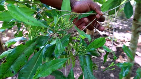 close-up shot of an african man holding a thin branch showing a group of clove spice