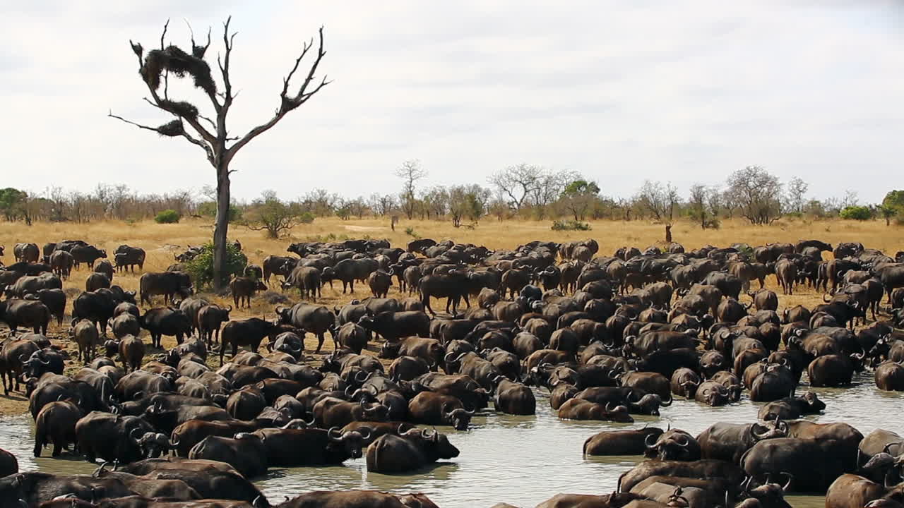 거대한 아프리카 버팔로 무리가 물웅덩이에서 술을 마시고 휴식을 취합니다.