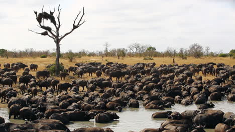 huge herd of african buffalo drinking and relaxing at a watering hole