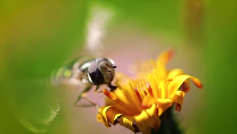 la avispa recoge el néctar de la flor crepis alpina en cámara lenta.