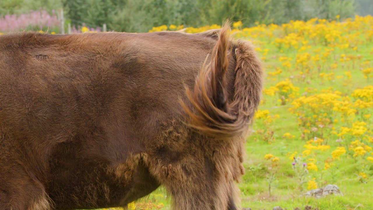 European bison swishes tail in bright daylight, standing in wildflower grassland, static camera shot