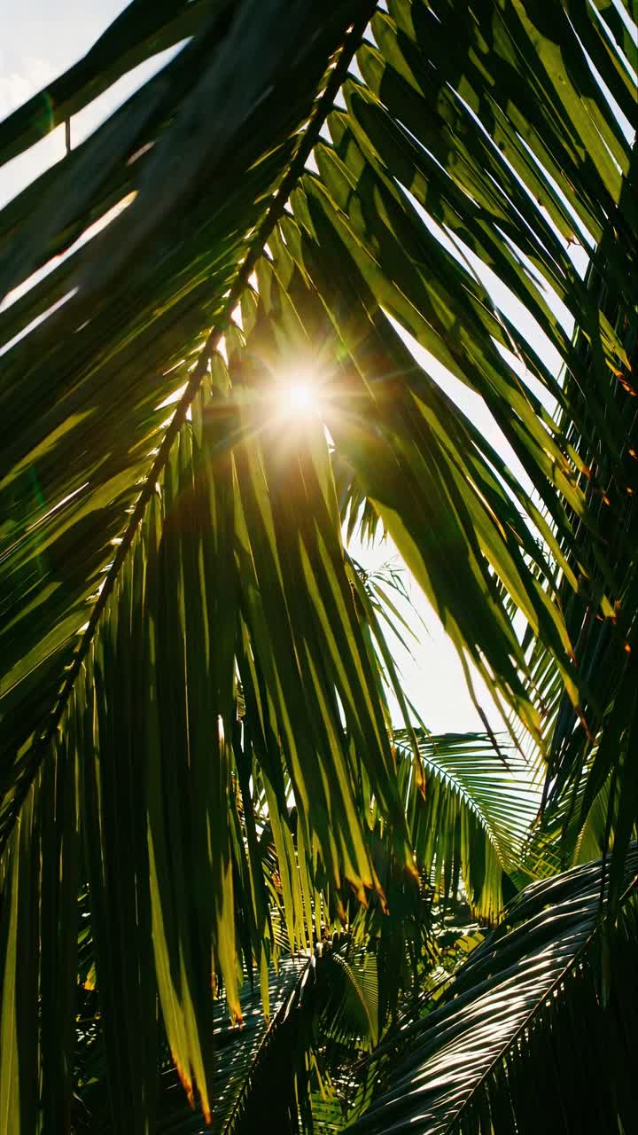 Close-up video of sunlit palm leaves, capturing shadows and light play from a low angle