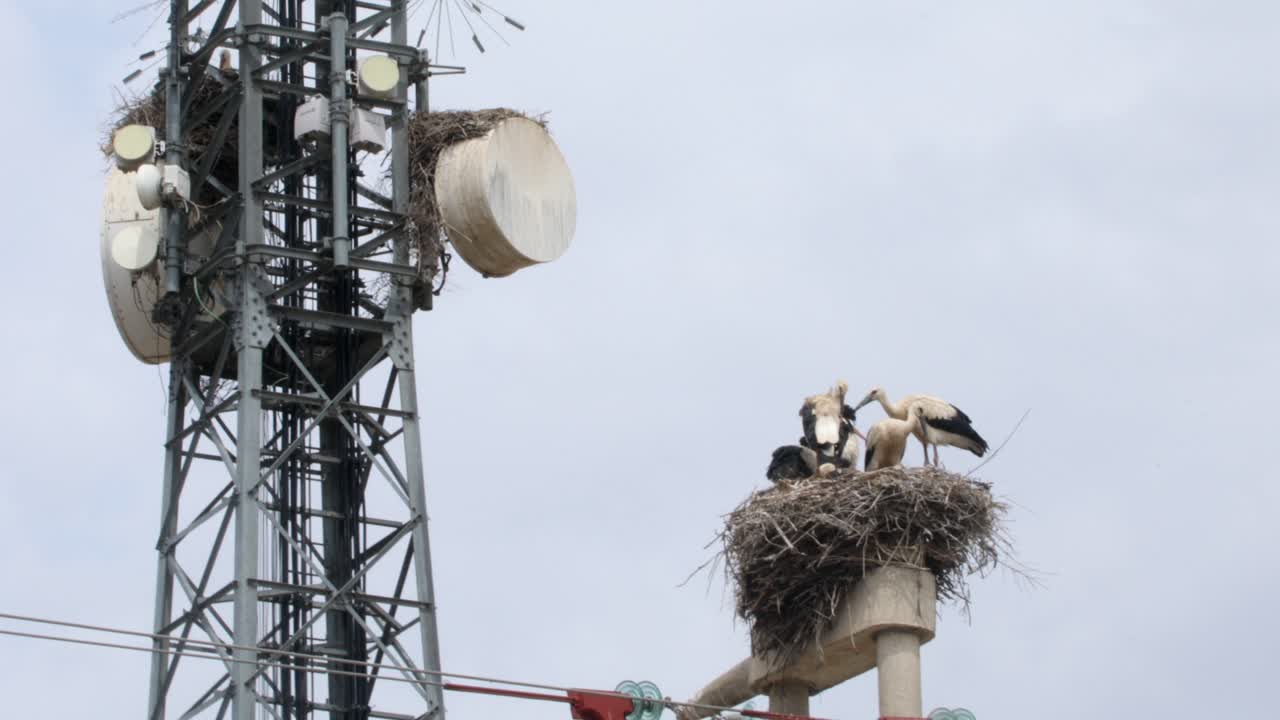 Storks nesting near a communication tower
