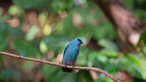 sentado en una pequeña vid mirando hacia la derecha mientras la cámara se aleja, el cazaflies verditer eumyias thalassinus, tailandia