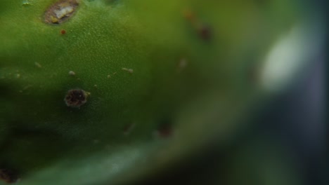 Vídeo-Macro-Detallado-De-Un-Cactus-Sabra,-Fruta-Tropical-Verde,-Movimiento-Suave-Hacia-La-Izquierda,-Cámara-Lenta-120fps