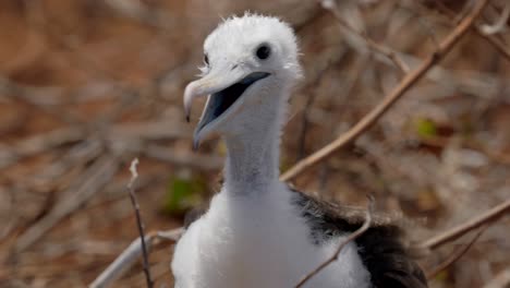 a close up shot of a young magnificent frigatebird covered in downy feathers trying to stay cool in the hot sun on north seymour island near santa cruz in the galápagos islands