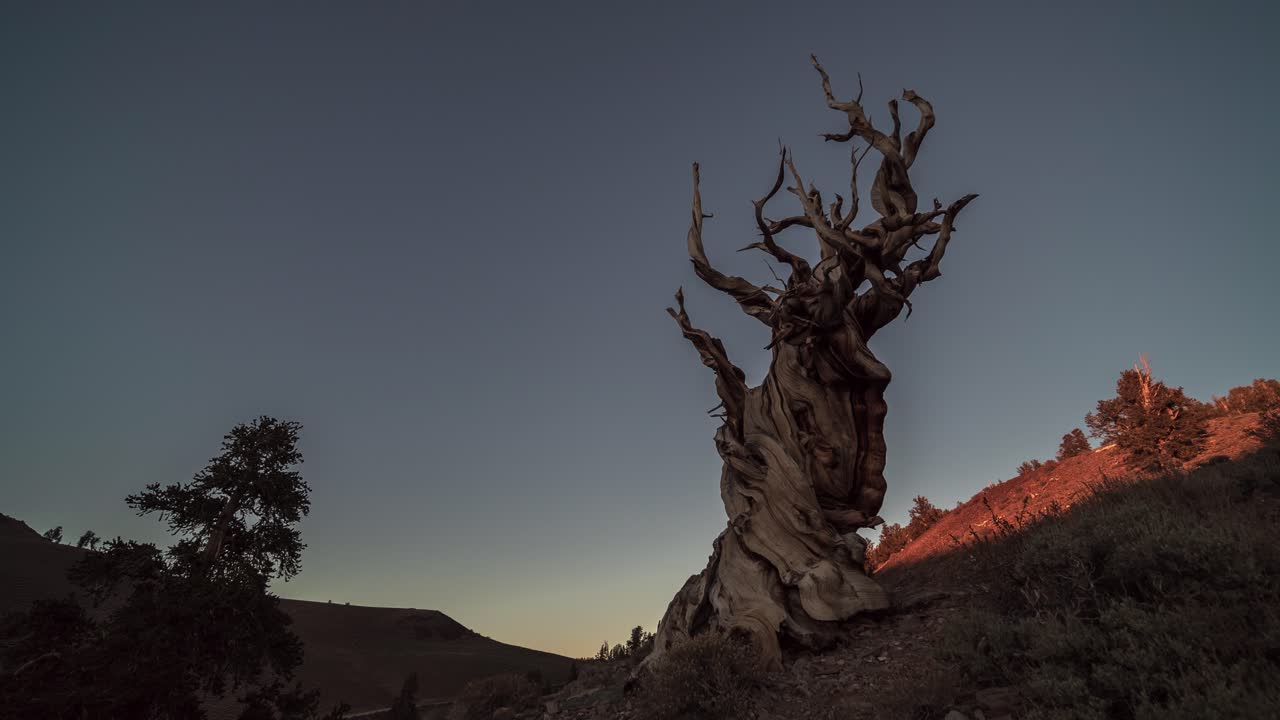 Ancient Bristlecone Pine at Dawn/Dusk