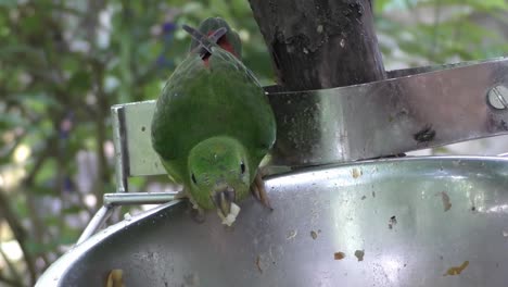 green bird eating his meal