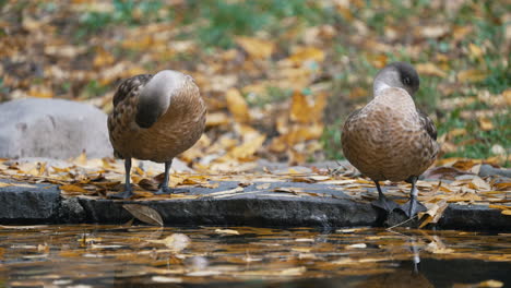 two ducks cleaning themselves by a pond