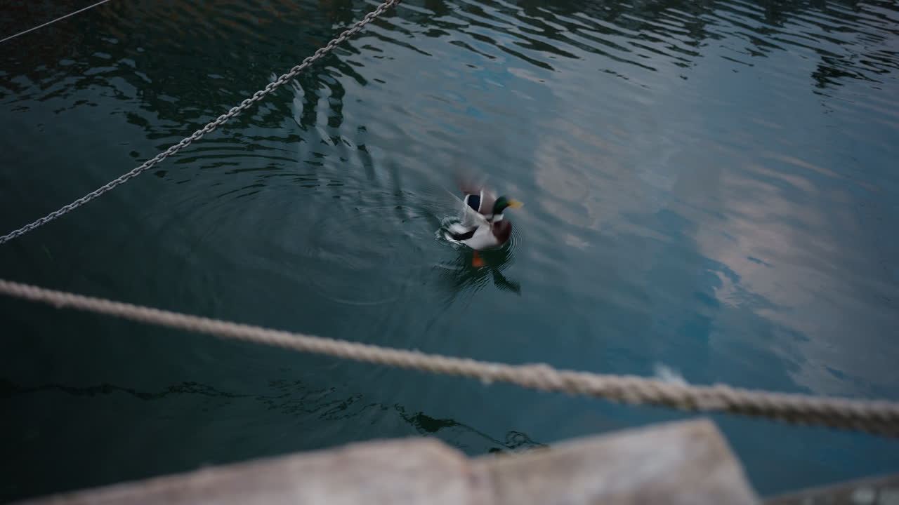Shot of a duck swimming in the water at Nyhavn harbor in Copenhagen before taking flight
