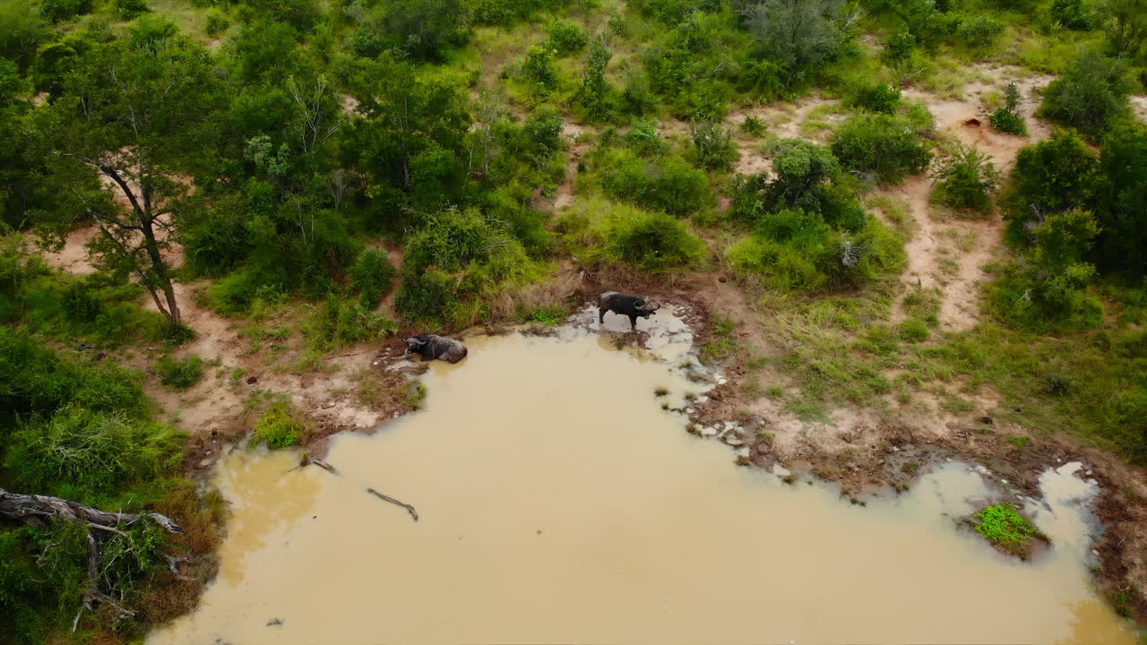 African Buffalo at a Waterhole