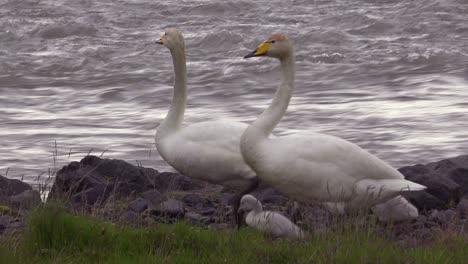 los cisnes cantores caminan con pollitos a lo largo de un río caudaloso en islandia