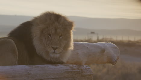 Lounging-lion-turning-head-slow-motion