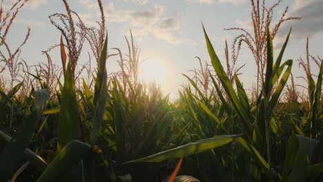 sunset over a corn field