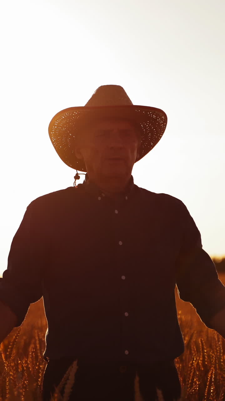 Farmer in hat examining crop. Agronomist walking through orange wheat field at sunset. Man touches wheat spikelets with hands. Front view. Vertical video