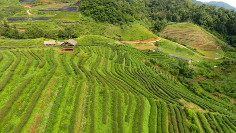 Vista-Aérea-De-La-Terraza-De-La-Plantación-De-Té-En-La-Montaña.