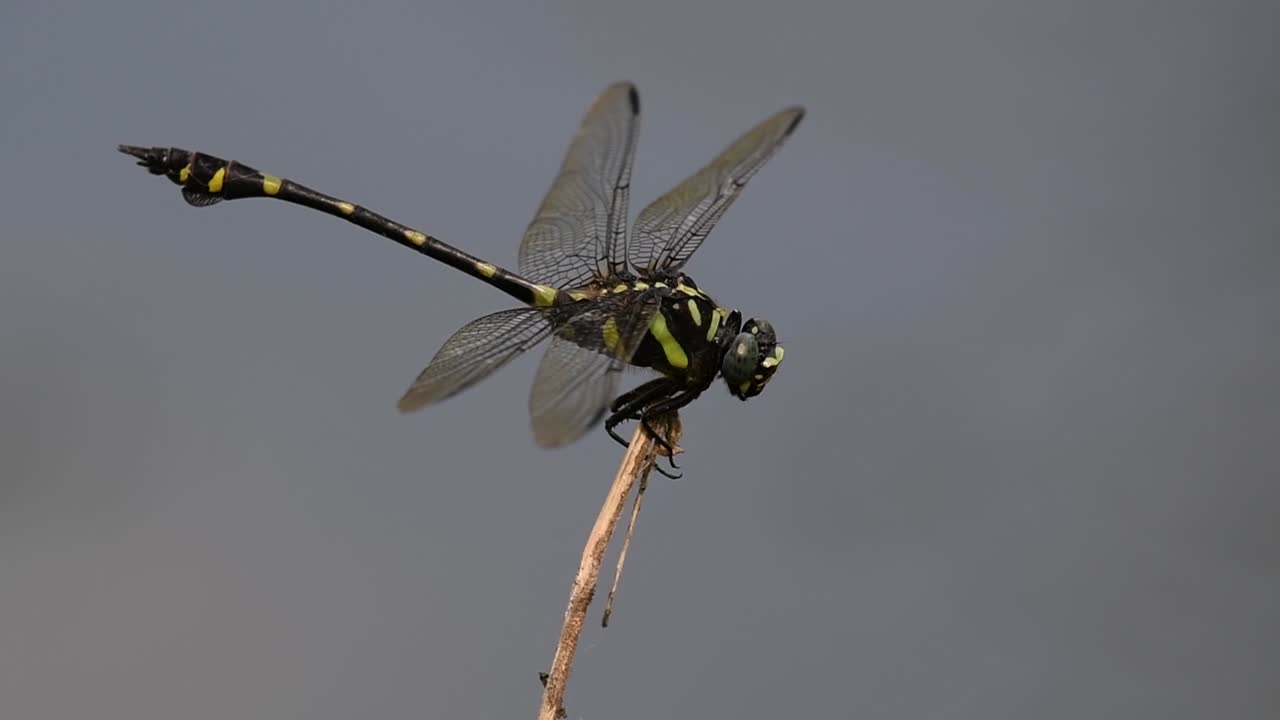 Dragonfly perched on a twig