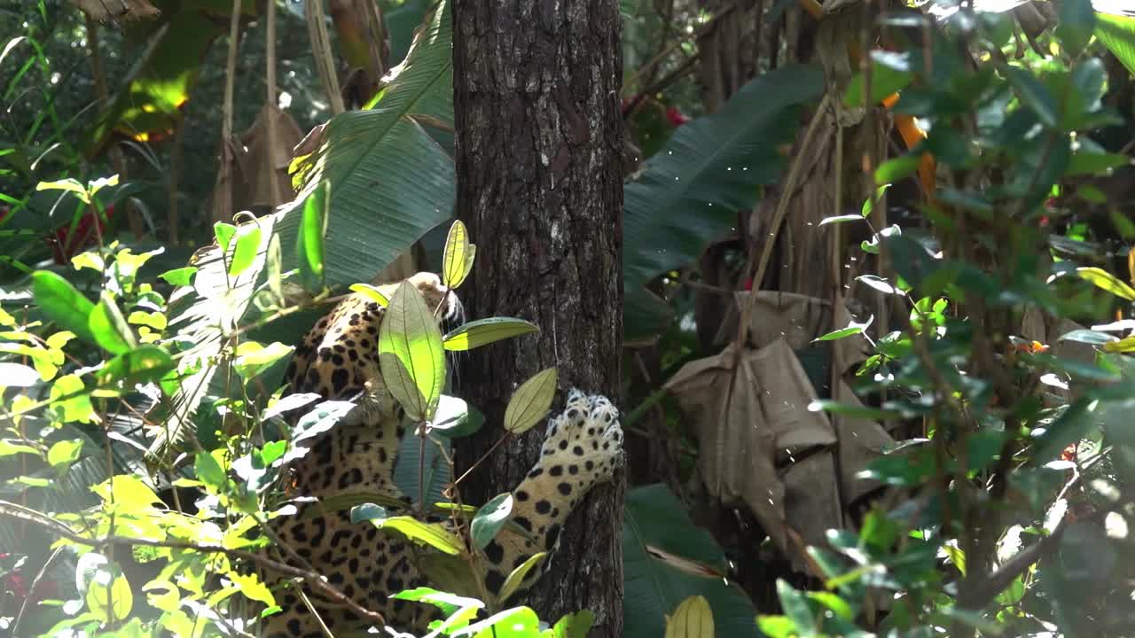 un jaguar sube a un árbol en la selva de belice en cámara lenta