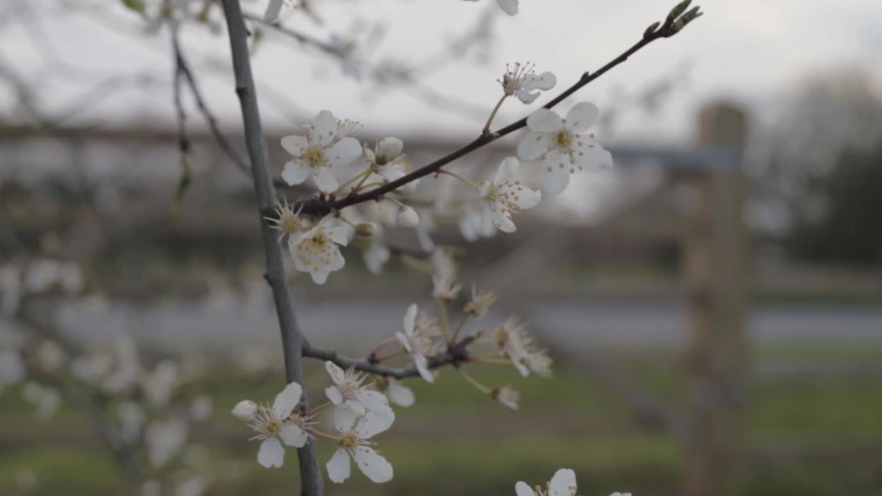 White cherry blossom flowers and branches in field