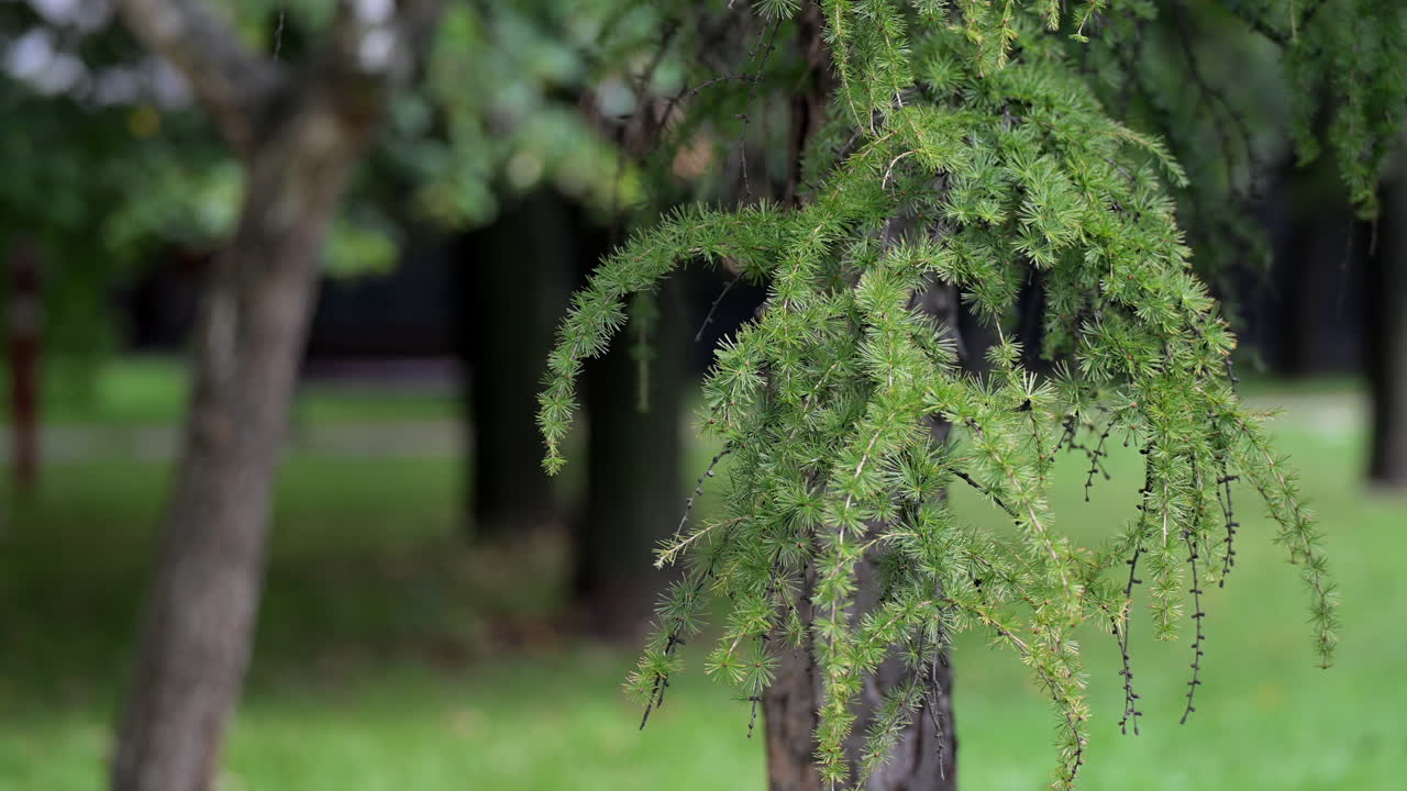 Closeup of soft larch needles in green public park